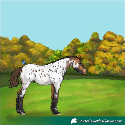 Horse Color:Buckskin Near Leopard 