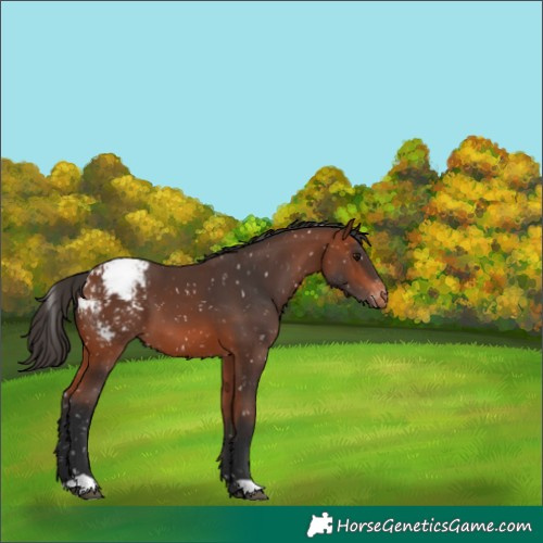 Horse Color:Bay Snowcap