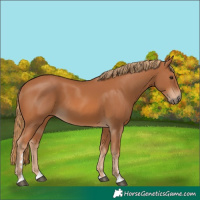 Horse Color:Chestnut 