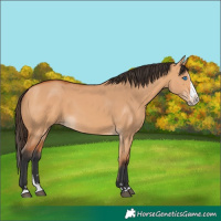 Horse Color:Bay Dun Splash 