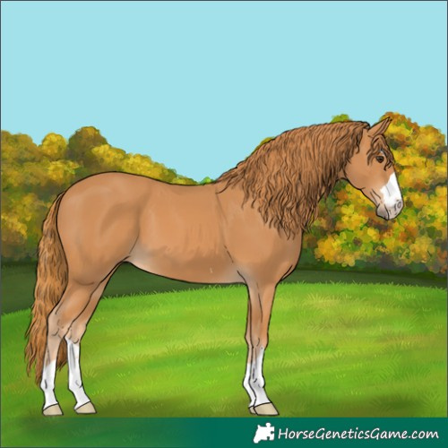 Horse Color:Chestnut 