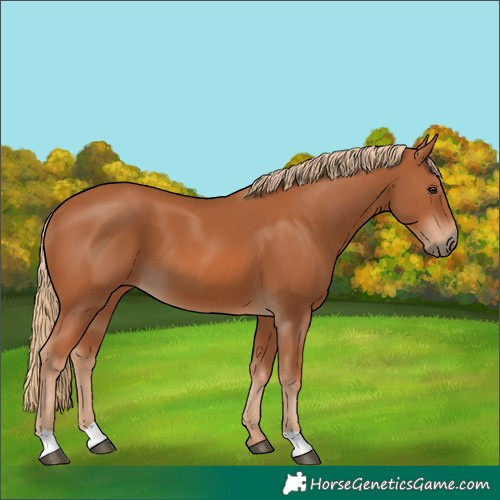 Horse Color:Chestnut 