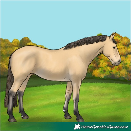 Horse Color:Buckskin 