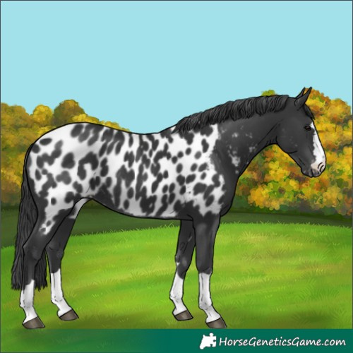 Horse Color:Black Appaloosa Rabicano 