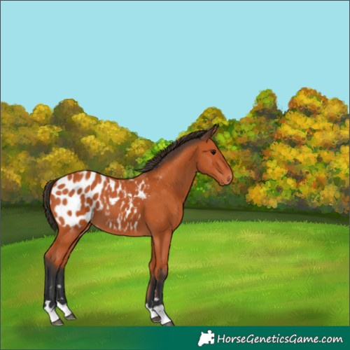 Horse Color:Bay Appaloosa 