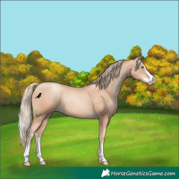 Horse Color:Gold Champagne Pearl Rabicano  and Gold Champagne Pearl Splash Rabicano 