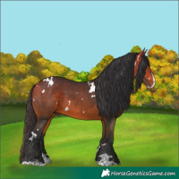Horse Color:White Spotted Bay Splash
