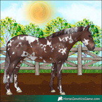 Horse Color:White Spotted Chocolate Brown