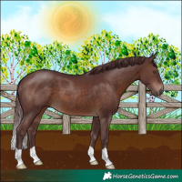 Horse Color:Chocolate Brown 