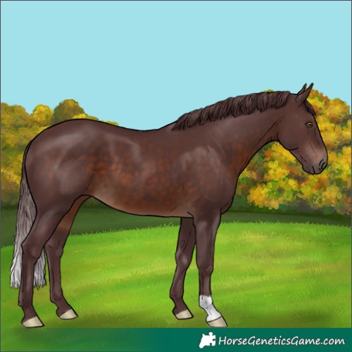 Horse Color:Chocolate Brown 
