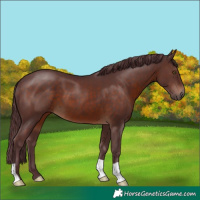 Horse Color:Chocolate Brown 