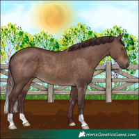 Horse Color:Chocolate Brown Dun 
