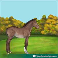 Horse Color:Chocolate Brown Dun 