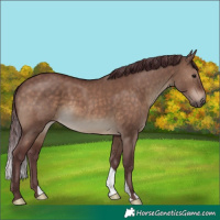 Horse Color:Chocolate Brown Dun