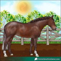 Horse Color:Chocolate Brown 