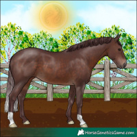 Horse Color:Chocolate Brown 