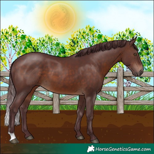 Horse Color:Chocolate Brown