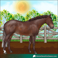 Horse Color:Chocolate Brown 