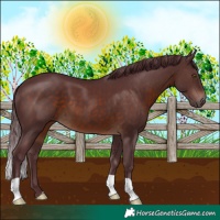 Horse Color:Chocolate Brown 