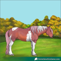 Horse Color:Watercolor Chestnut Tobiano