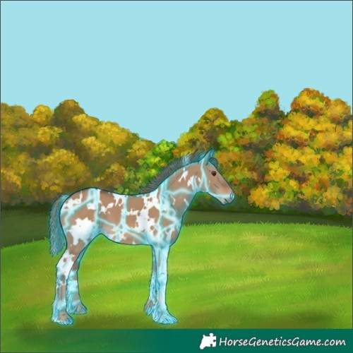 Horse Color:Thunderstruck White Spotted Red Dun 