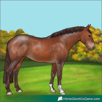 Horse Color:Chocolate Brown 