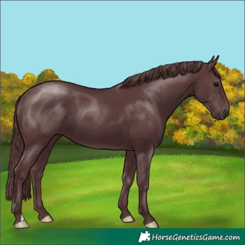 Horse Color:Chocolate Black