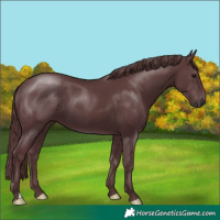 Horse Color:Chocolate Black