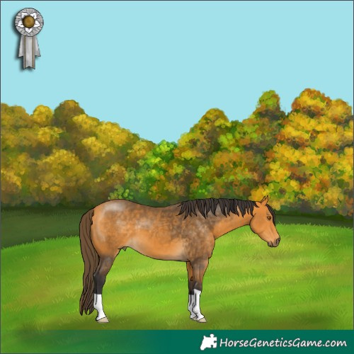 Horse Color:Buckskin