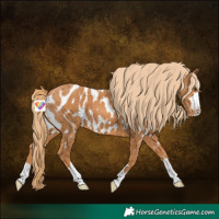 Horse Color:Chestnut Near Leopard