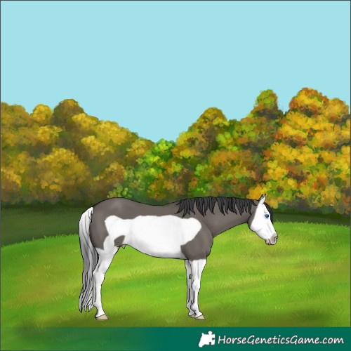 Horse Color:Grullo Splash Frame 