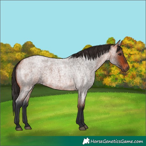 Horse Color:Bay Roan 