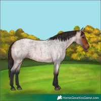 Horse Color:Bay Roan 
