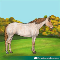 Horse Color:Red Roan 