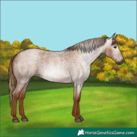Horse Color:Gray Red Roan 