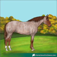 Horse Color:Red Roan 