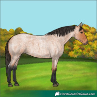 Horse Color:Bay Roan