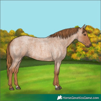 Horse Color:Red Roan 