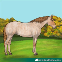 Horse Color:Red Roan