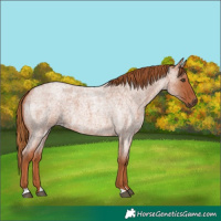 Horse Color:Red Roan 