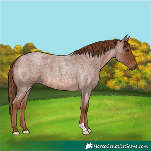 Horse Color:Red Roan 