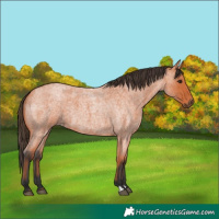 Horse Color:Bay Roan 