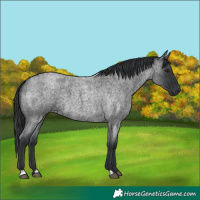 Horse Color:Blue Roan 