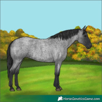 Horse Color:Blue Roan 