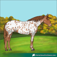 Horse Color:Chestnut Near Leopard 