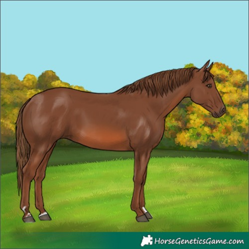 Horse Color:Chestnut 