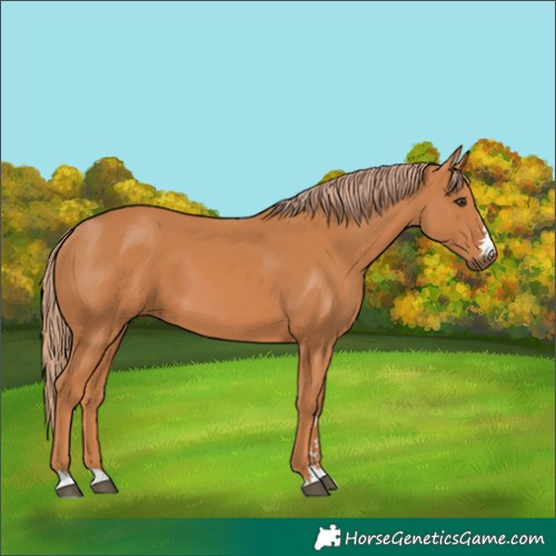Horse Color:Chestnut 
