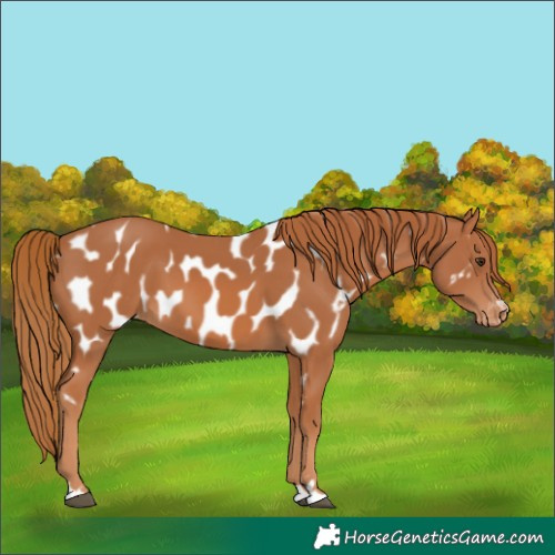 Horse Color:Chestnut Appaloosa 