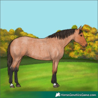 Horse Color:Bay Roan 