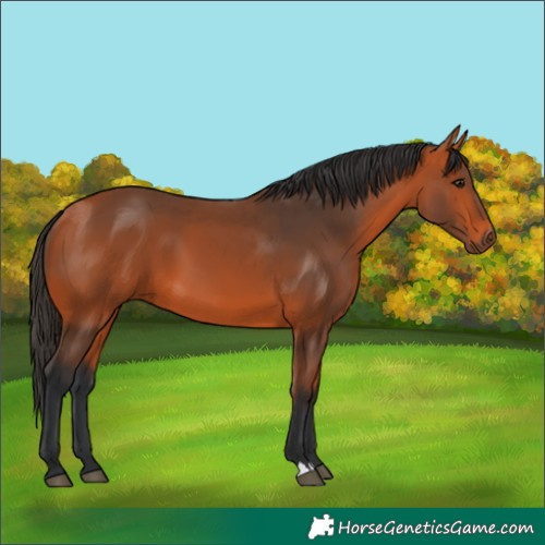 Horse Color:Bay 
